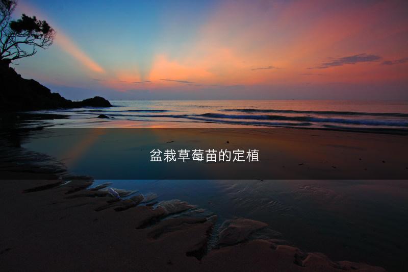 盆栽草莓苗的定植(图1) 盆栽草莓苗的定植(图1)