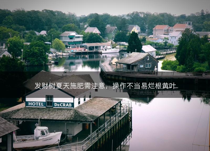 发财树夏天施肥需注意，操作不当易烂根黄叶(图1)