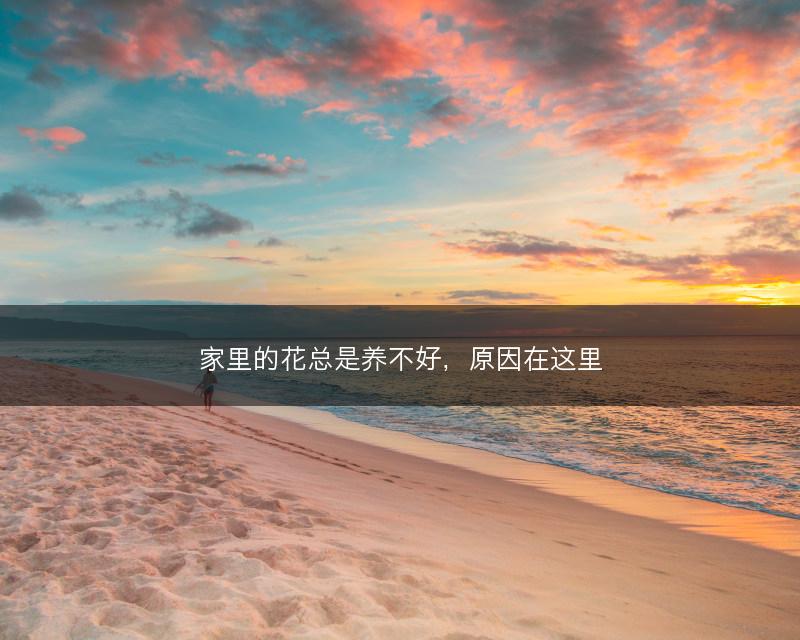 家里的花总是养不好,原因在这里(图1) 家里的花总是养不好,原因在这里(图1)