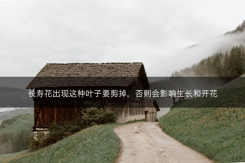 长寿花出现这种叶子要剪掉，否则会影响生长和开花(图1)