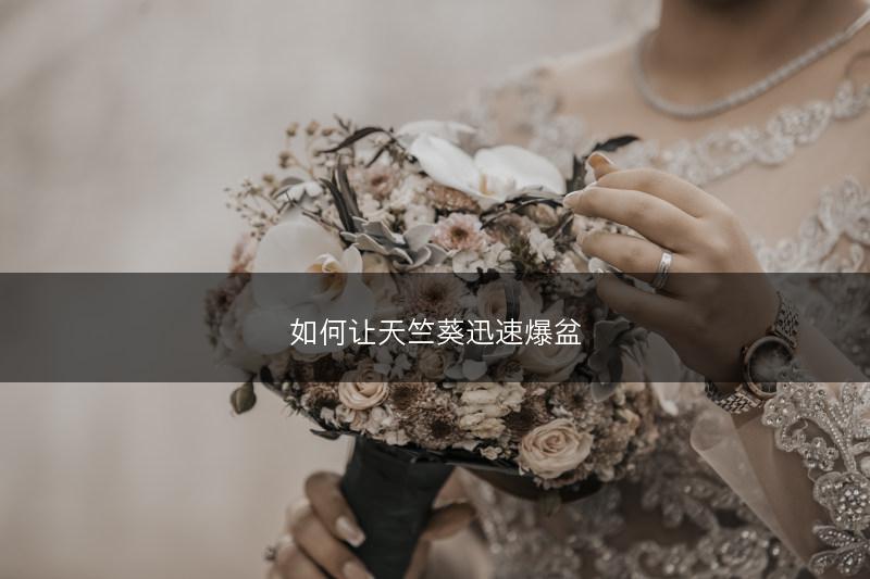 如何让天竺葵迅速爆盆(图1)