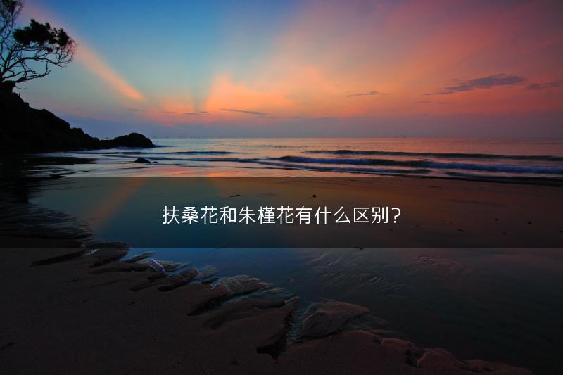扶桑花和朱槿花有什么区别？(图1)