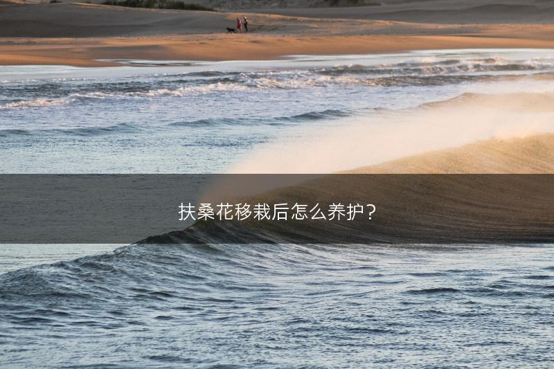 扶桑花移栽后怎么养护？(图1)