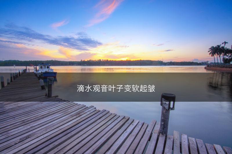 滴水观音叶子变软起皱(图1)