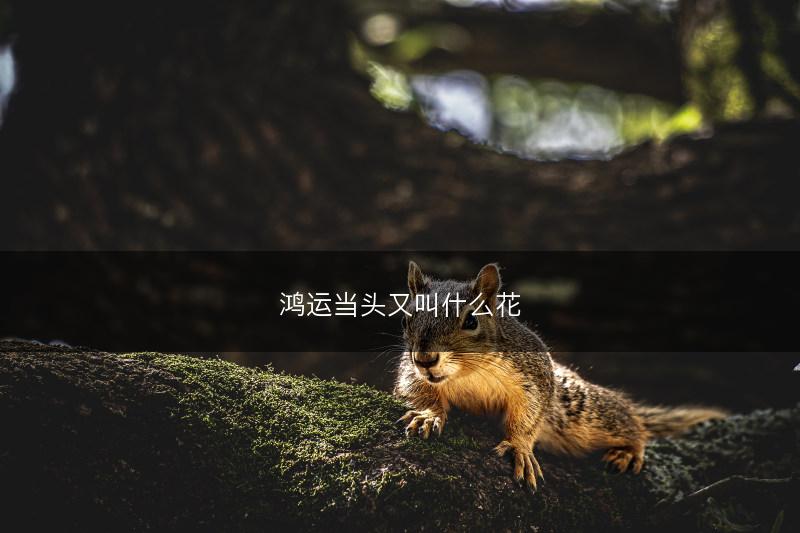 鸿运当头又叫什么花(图1)