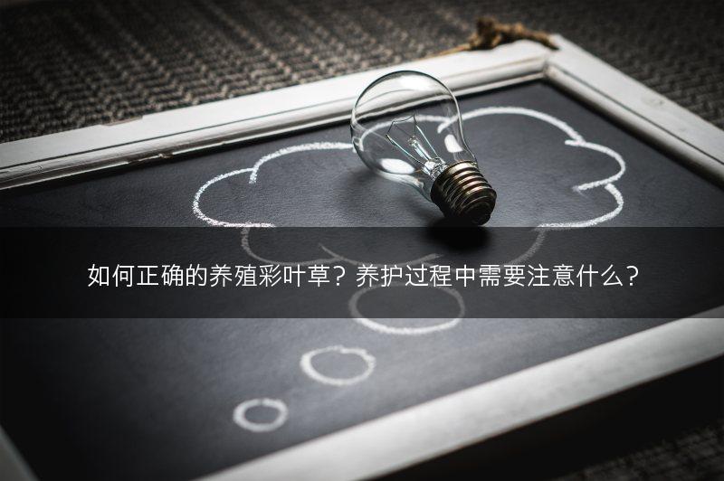 如何正确的养殖彩叶草？养护过程中需要注意什么？(图1)