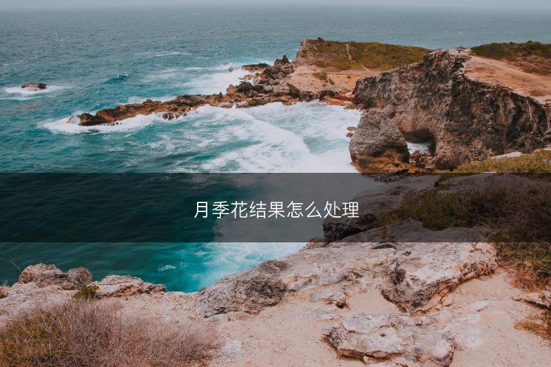 月季花结果怎么处理(图1)