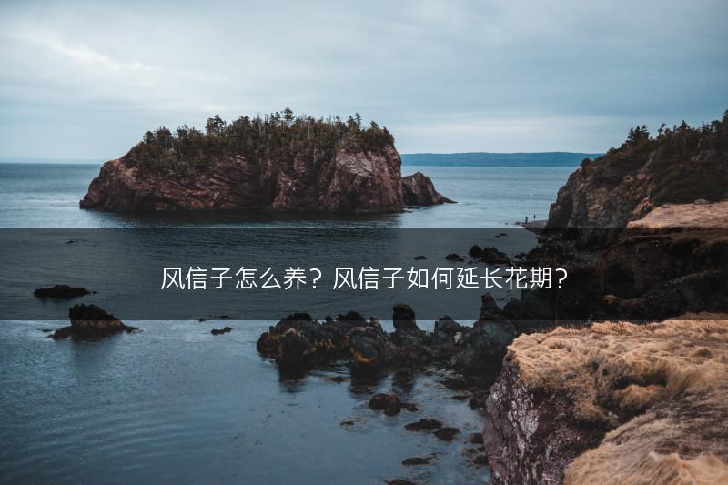 风信子怎么养？风信子如何延长花期？(图1)