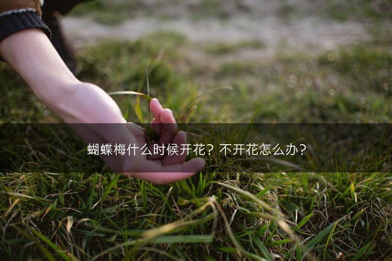 蝴蝶梅什么时候开花？不开花怎么办？(图1)