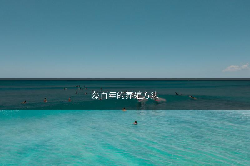 藻百年的养殖方法(图1) 藻百年的养殖方法(图1)