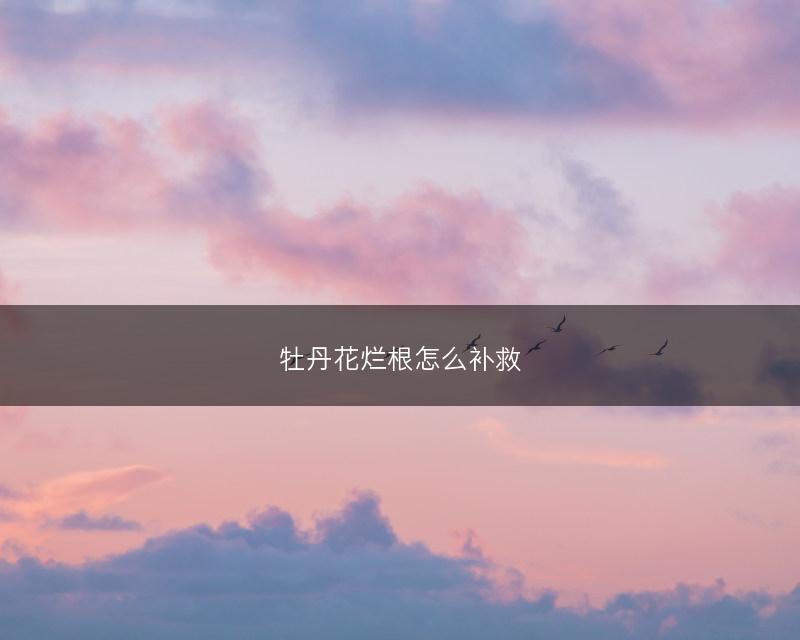 牡丹花烂根怎么补救(图1)