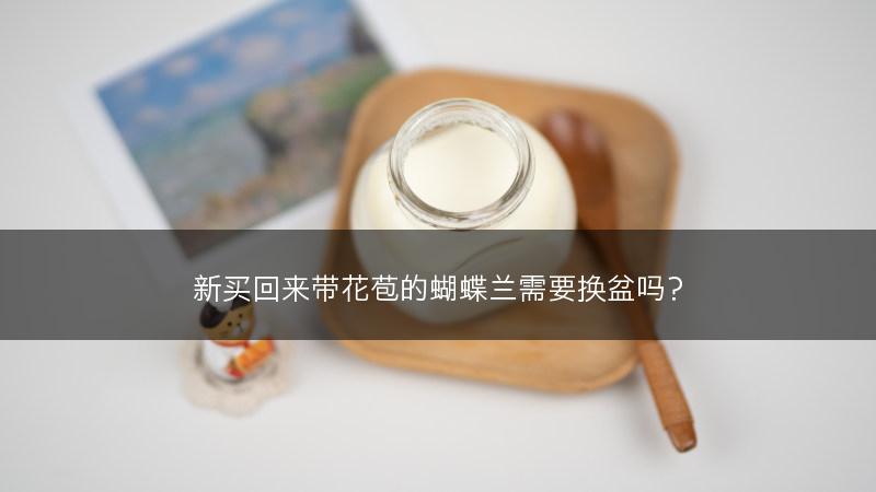 新买回来带花苞的蝴蝶兰需要换盆吗?(图1) 新买回来带花苞的蝴蝶兰需要换盆吗?(图1)