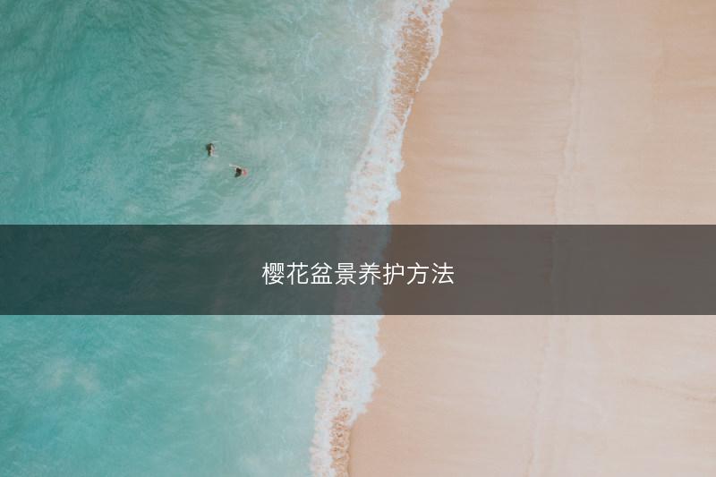 樱花盆景养护方法(图1) 樱花盆景养护方法(图1)