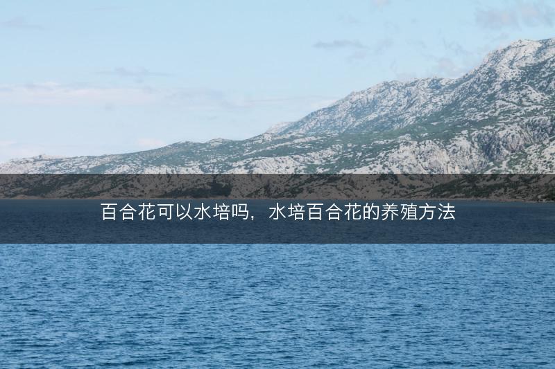 百合花可以水培吗，水培百合花的养殖方法(图1)