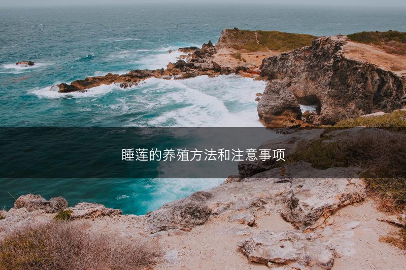 睡莲的养殖方法和注意事项(图1)