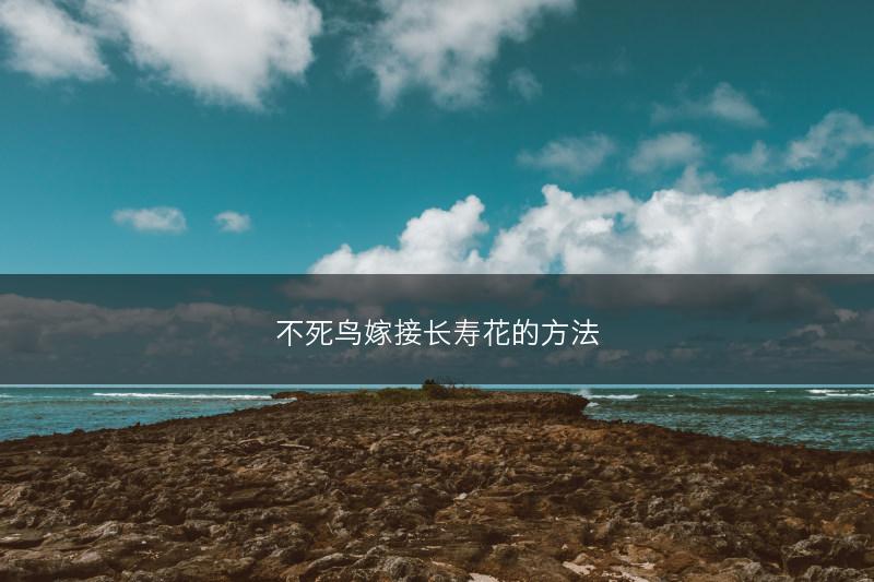 不死鸟嫁接长寿花的方法(图1)