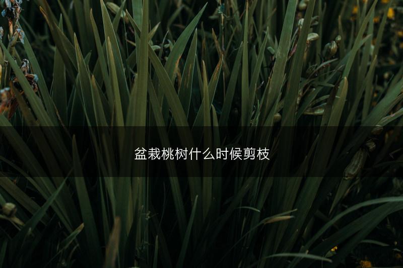 盆栽桃树什么时候剪枝(图1)