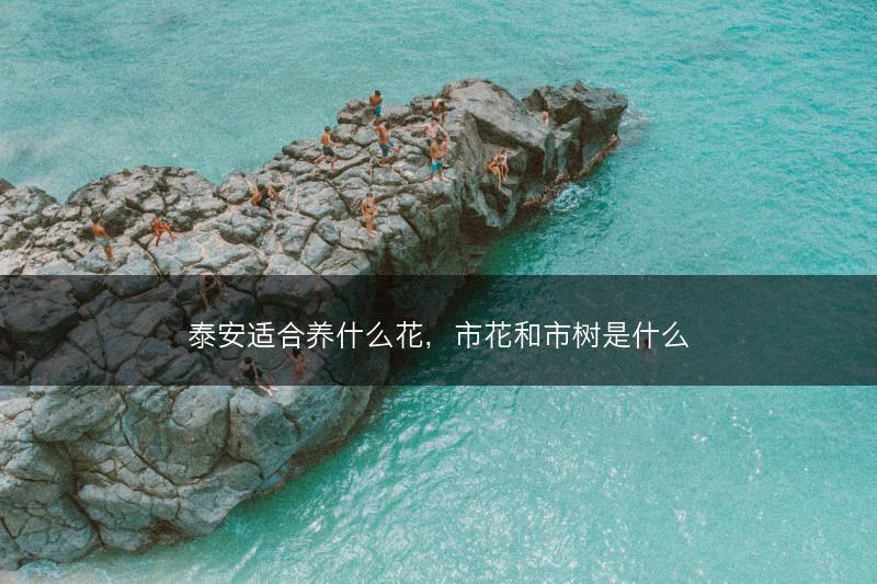 泰安适合养什么花，市花和市树是什么(图1)