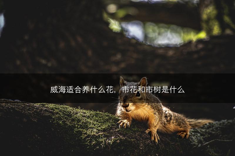 威海适合养什么花，市花和市树是什么(图1)