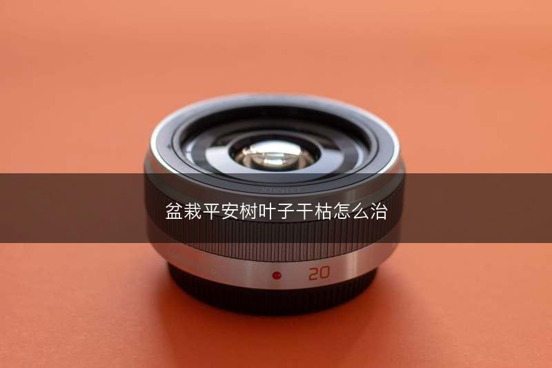 盆栽平安树叶子干枯怎么治(图1)