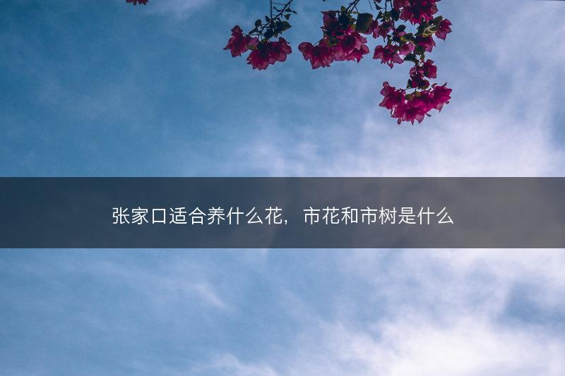 张家口适合养什么花,市花和市树是什么(图1) 张家口适合养什么花,市花和市树是什么(图1)