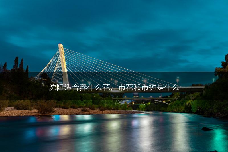 沈阳适合养什么花，市花和市树是什么(图1)