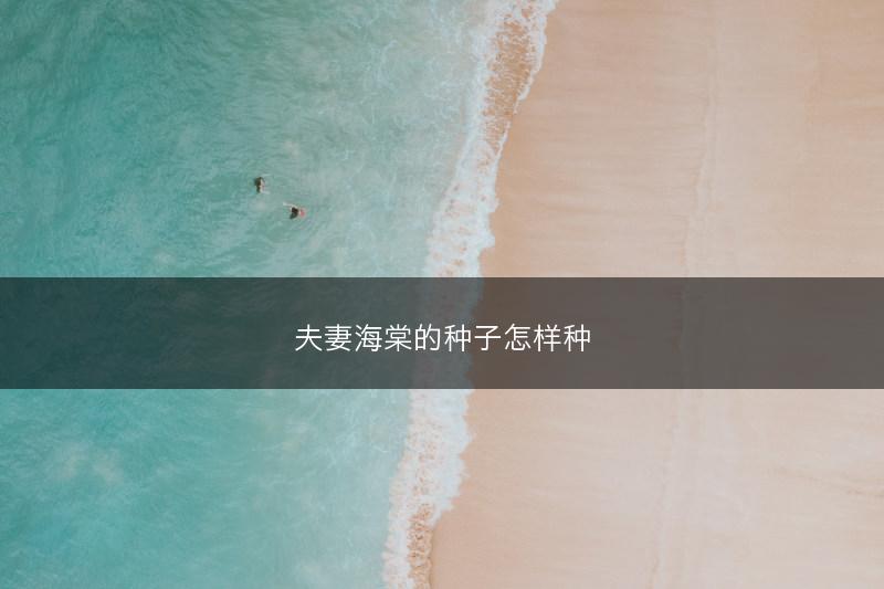 夫妻海棠的种子怎样种(图1)