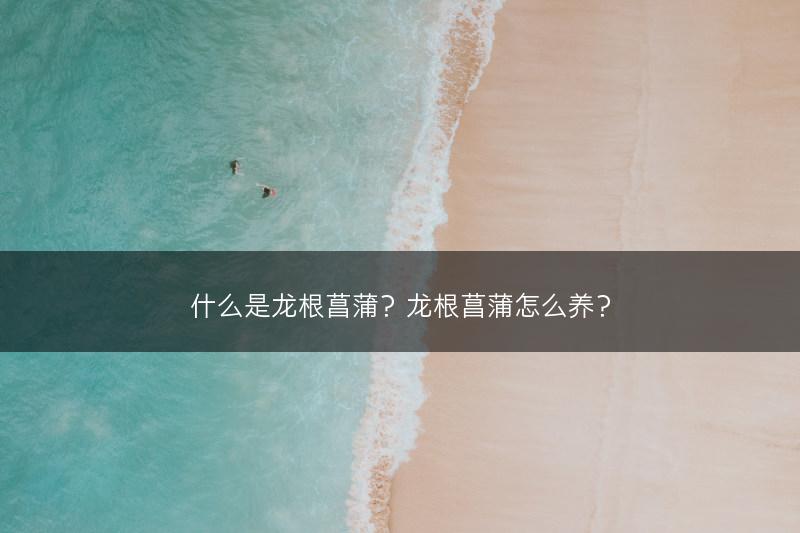 什么是龙根菖蒲？龙根菖蒲怎么养？(图1)