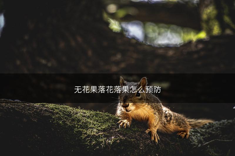 无花果落花落果怎么预防(图1) 无花果落花落果怎么预防(图1)