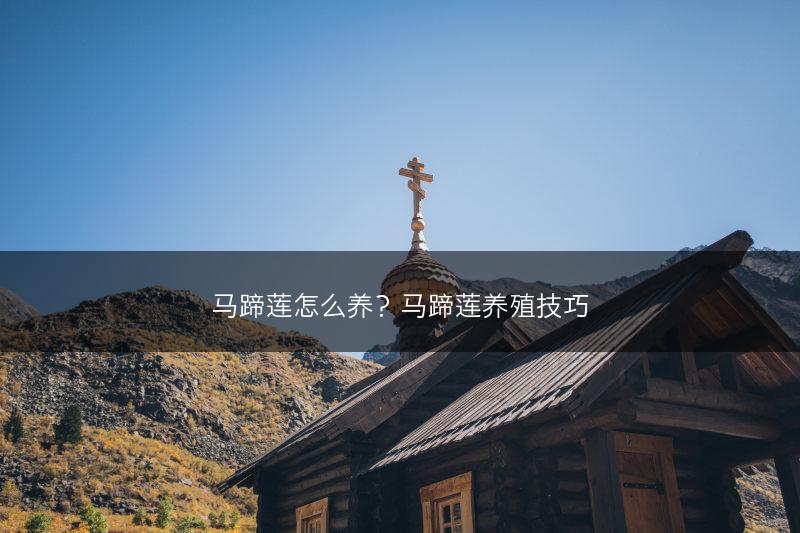 马蹄莲怎么养？马蹄莲养殖技巧(图1)