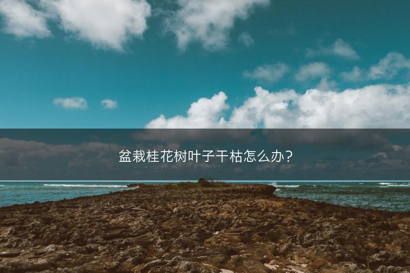 盆栽桂花树叶子干枯怎么办？(图1)