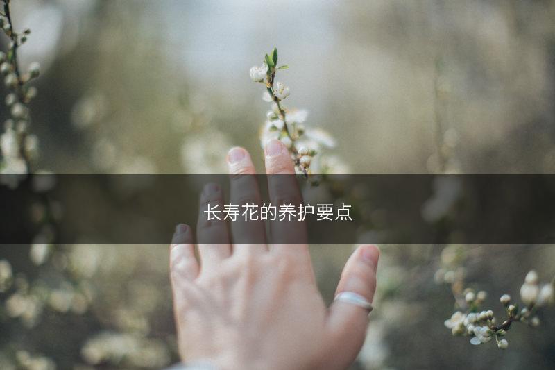 长寿花的养护要点(图1)