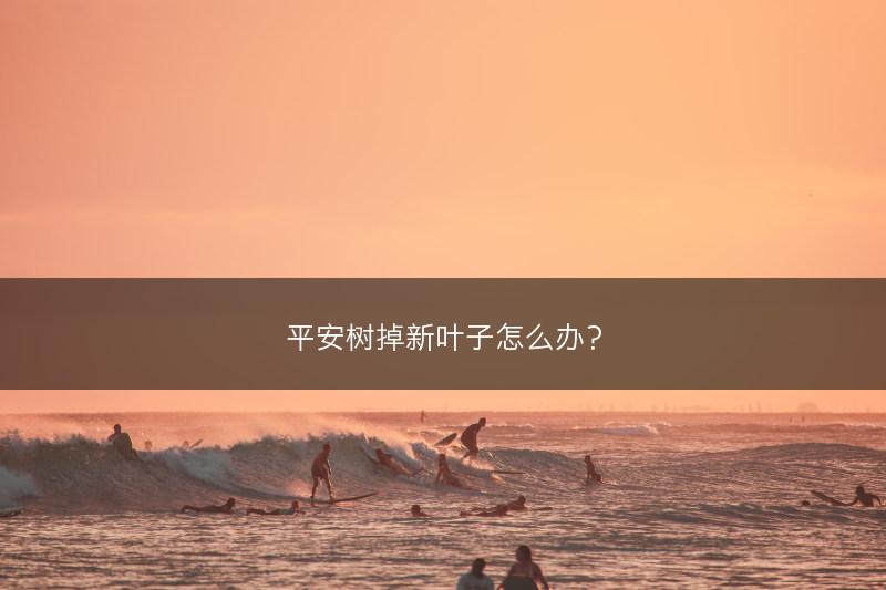 平安树掉新叶子怎么办？(图1)