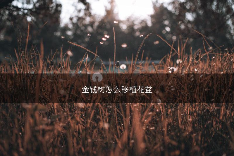 金钱树怎么移植花盆(图1)