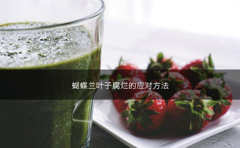 蝴蝶兰叶子腐烂的应对方法(图1)