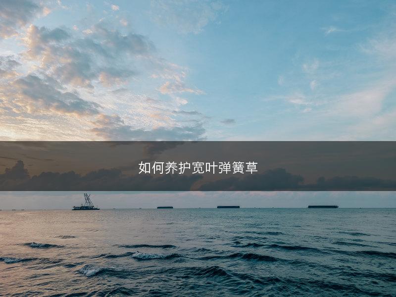 如何养护宽叶弹簧草(图1)