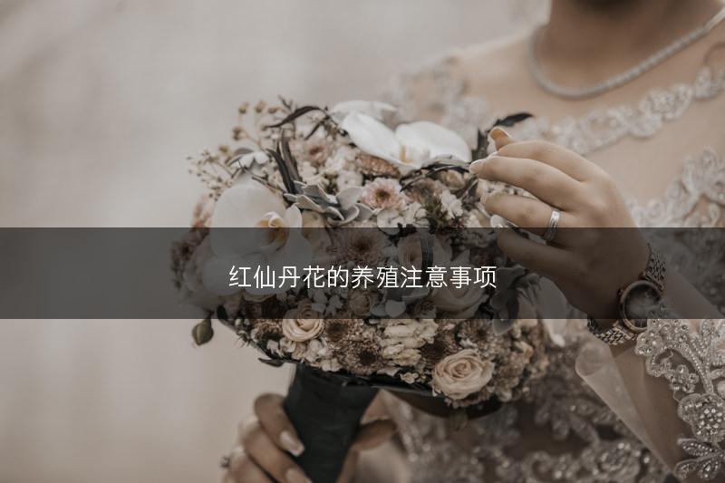 红仙丹花的养殖注意事项(图1)