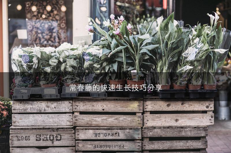 常春藤的快速生长技巧分享(图1)