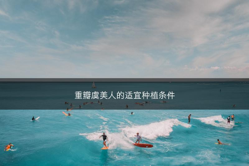重瓣虞美人的适宜种植条件(图1)
