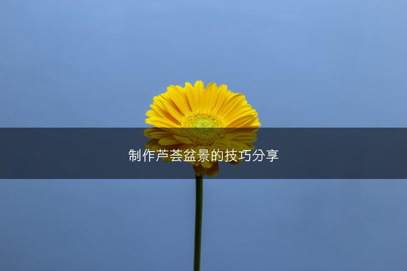 制作芦荟盆景的技巧分享(图1)