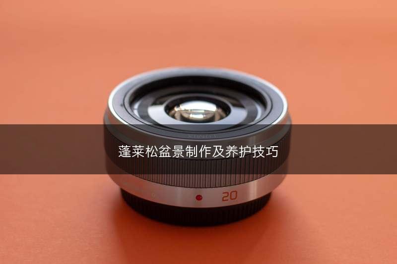 蓬莱松盆景制作及养护技巧(图1)