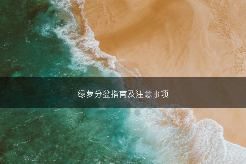 绿萝分盆指南及注意事项(图1)