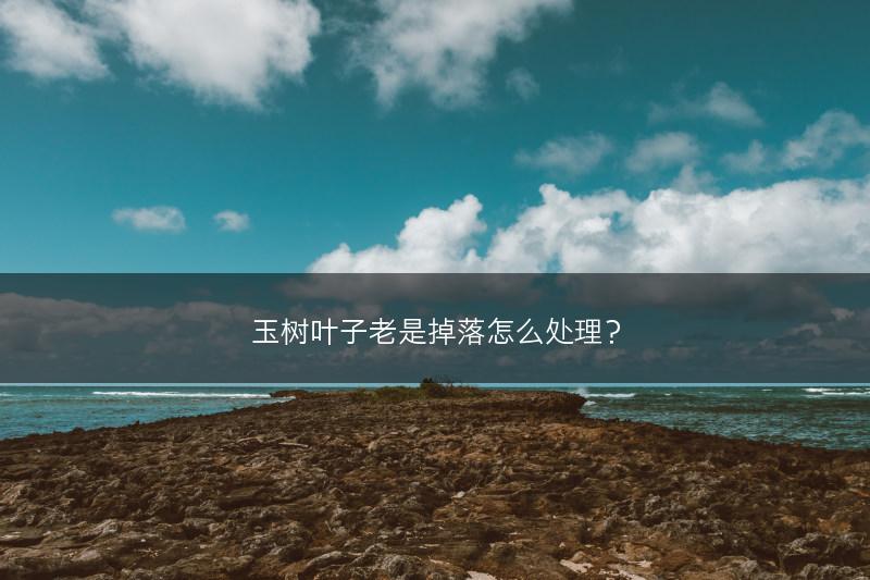 玉树叶子老是掉落怎么处理？(图1)