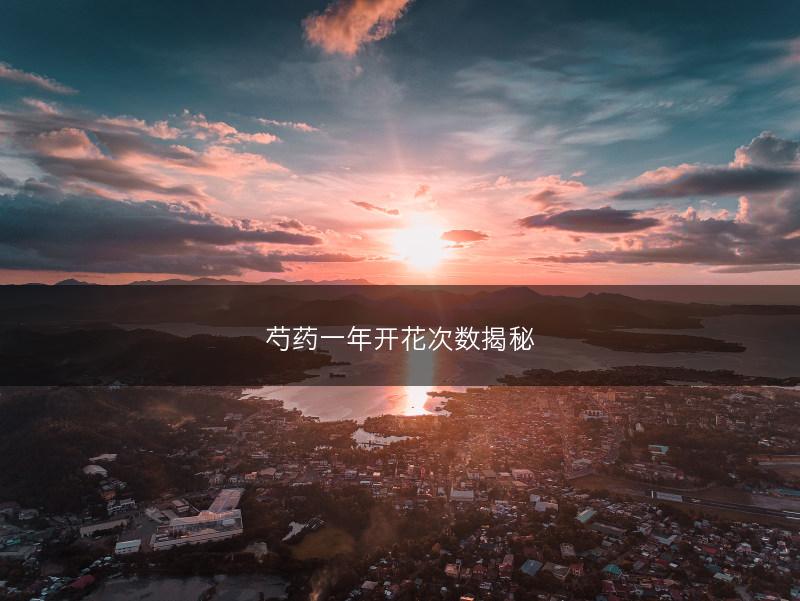 芍药一年开花次数揭秘(图1)