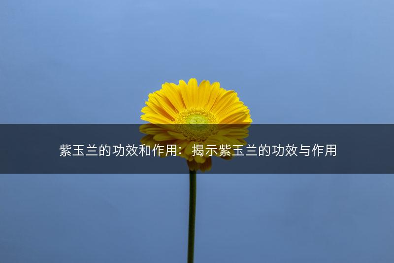 紫玉兰的功效和作用：揭示紫玉兰的功效与作用(图1)