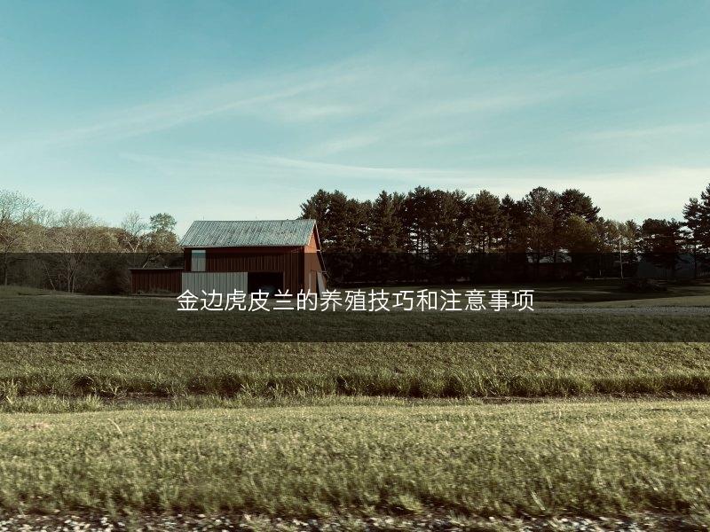 金边虎皮兰的养殖技巧和注意事项(图1)