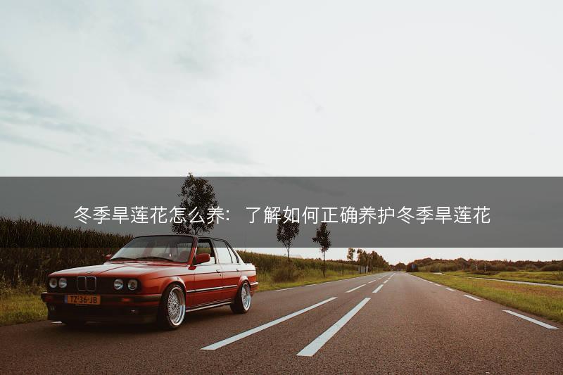 冬季旱莲花怎么养：了解如何正确养护冬季旱莲花(图1)