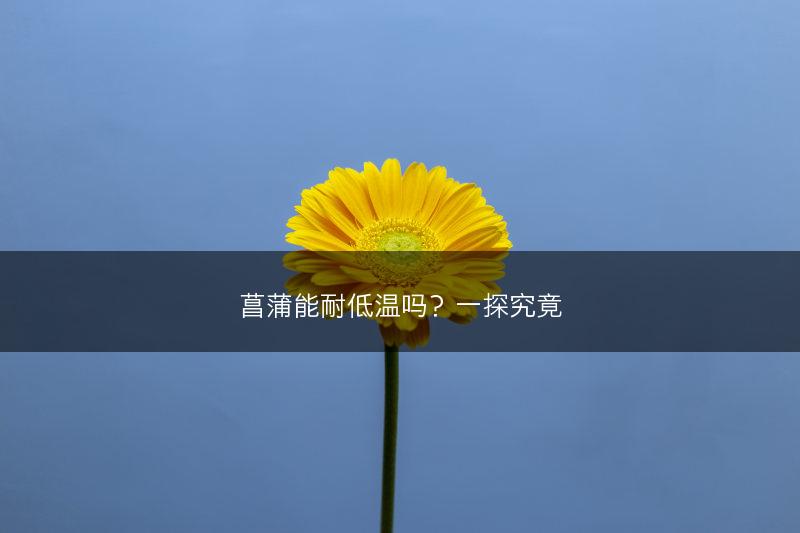 菖蒲能耐低温吗？一探究竟(图1)