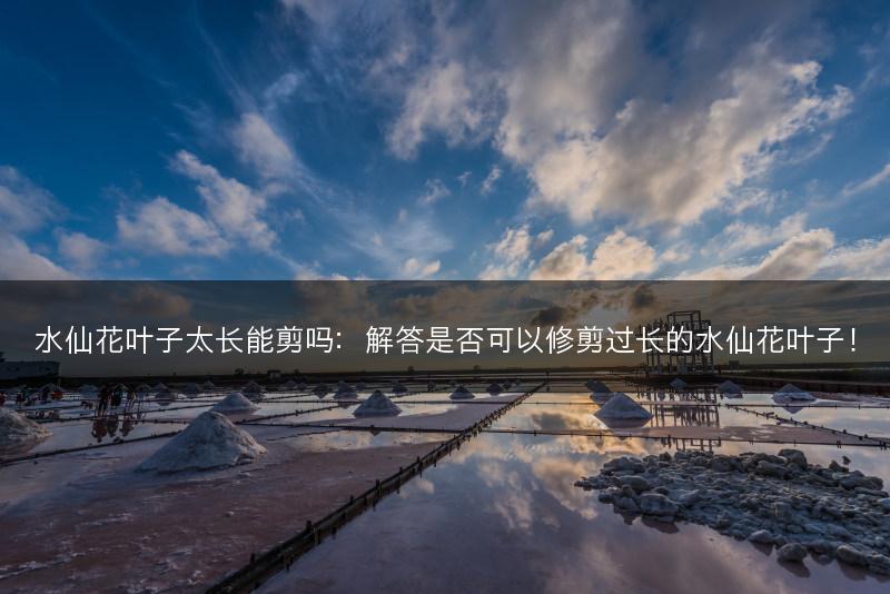 水仙花叶子太长能剪吗：解答是否可以修剪过长的水仙花叶子！(图1)