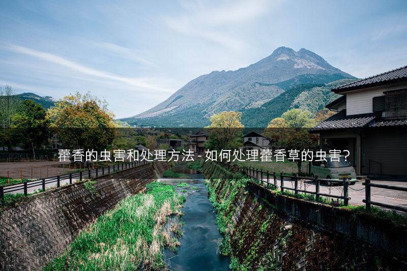 藿香的虫害和处理方法 - 如何处理藿香草的虫害？(图1)